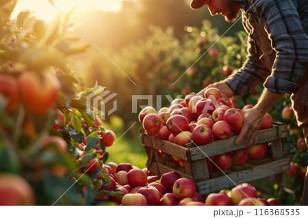Farmer harvesting fresh organic red apples in the garden on a sunny day. Freshly picked fruits. 116368535