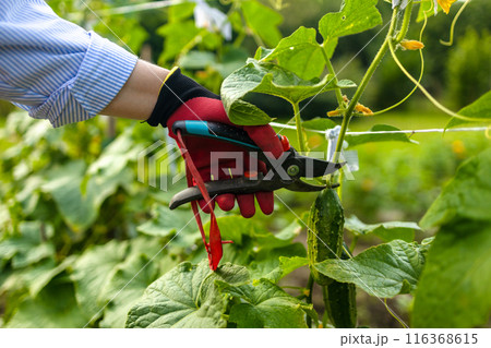 Young woman gardener pruning bushes with trimming cucumber in the garden backyard. Garden work. Young woman gardener pruning bushes with trimming cucumber in the garden backyard. Garden work. 116368615