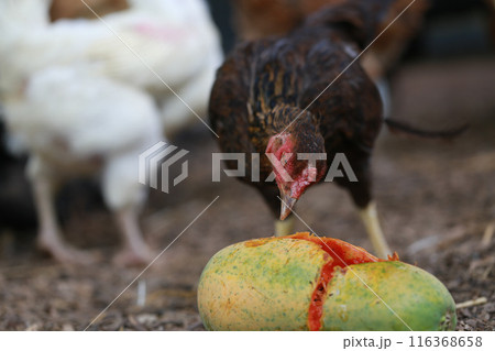 Chicken eating papaya  116368658
