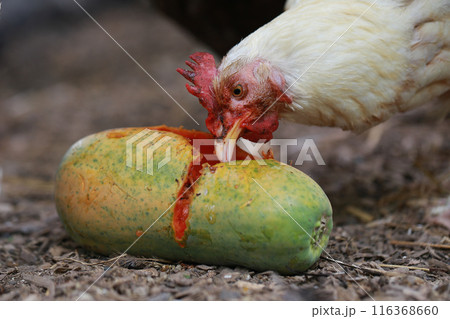Chicken eating papaya  116368660