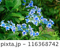 青いガクアジサイ 116368742