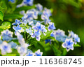 青いガクアジサイ 116368745