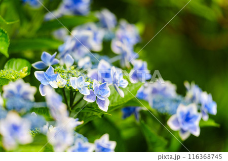 青いガクアジサイ 116368745