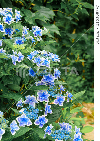 青いガクアジサイ 116368747
