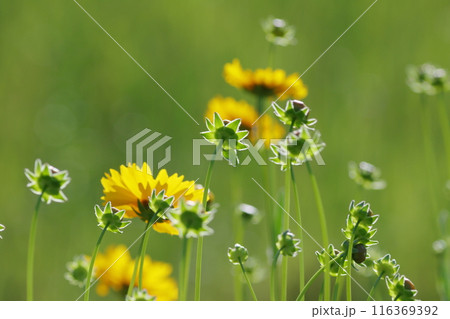 黄色い花とライトアップされたガク 116369392