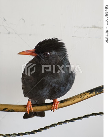 鳥 動物 動物学 116369495