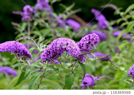 ブッドレア 116369560