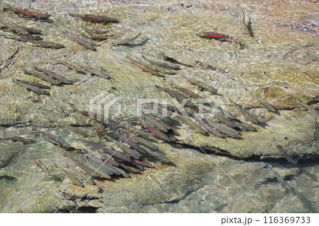 秋の始まりの北海道、忠類川上流に婚姻色に染まったサクラマスが激流を乗り越えて遡上してきます 116369733