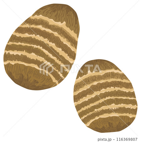 シンプルな里芋のイラスト ベクター素材 シンプルな里芋のイラスト ベクター素材 116369807