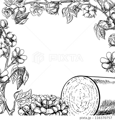 The cotton is organic. A frame with cotton twigs and a roll of cotton harvest. Black and white, detailed, graphic, vector illustration, hand-drawn, on a white background. For label, packaging, poster. The cotton is organic. A frame with cotton twigs and a roll of cotton harvest. Black and white, detailed, graphic, vector illustration, hand-drawn, on a white background. For label, packaging, poster. 116370757
