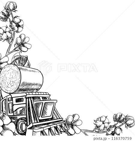A frame with cotton and a cotton harvester. A black and white vector graphic illustration made by hand. For labels, packages, flyers. For postcards, banners and prints. A frame with cotton and a cotton harvester. A black and white vector graphic illustration made by hand. For labels, packages, flyers. For postcards, banners and prints. 116370759