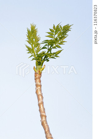 タラの芽、春の味覚 タラの芽、春の味覚 116370823
