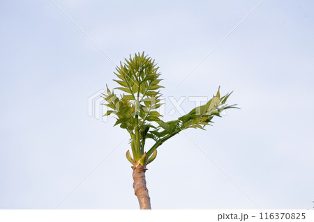 タラの芽、春の味覚 116370825