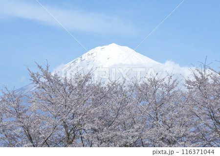 雪をかぶった富士山と桜 雪をかぶった富士山と桜 116371044