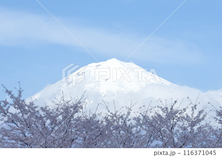 雪をかぶった富士山と桜 雪をかぶった富士山と桜 116371045