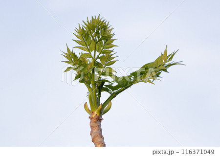 タラの芽、春の味覚 116371049