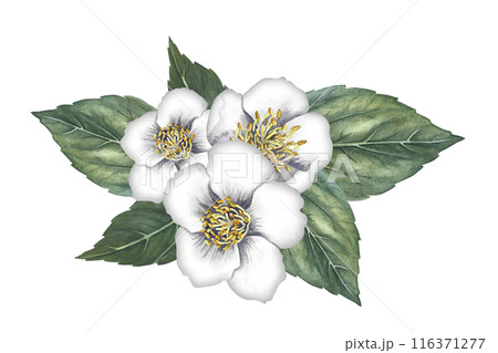 A bouquet of jasmine flowers with leaves. Spring fragrance jasmine. A hand-drawn watercolor illustration. Highlight it. An element for the design of packaging, postcards and labels. 116371277