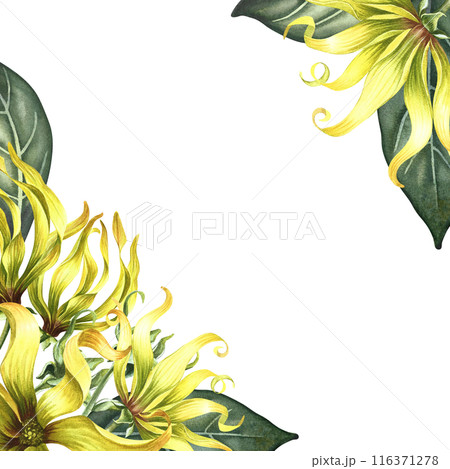 Kananga is fragrant. A frame with ylang-ylang flowers. A border with exotic fragrant yellow flowers. A hand-drawn watercolor illustration. For packaging, postcards and labels. For a banner, a flyer. 116371278