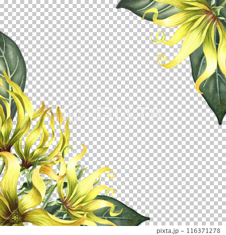 Kananga is fragrant. A frame with ylang-ylang flowers. A border with exotic fragrant yellow flowers. A hand-drawn watercolor illustration. For packaging, postcards and labels. For a banner, a flyer. 116371278