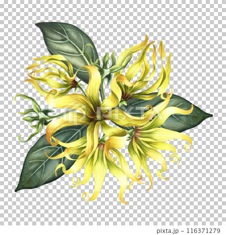 Kananga is fragrant. Ylang-ylang flowers. A bouquet of exotic fragrant yellow flowers with leaves. A hand-drawn watercolor illustration. A design element on an isolated background. Kananga is fragrant. Ylang-ylang flowers. A bouquet of exotic fragrant yellow flowers with leaves. A hand-drawn watercolor illustration. A design element on an isolated background. 116371279