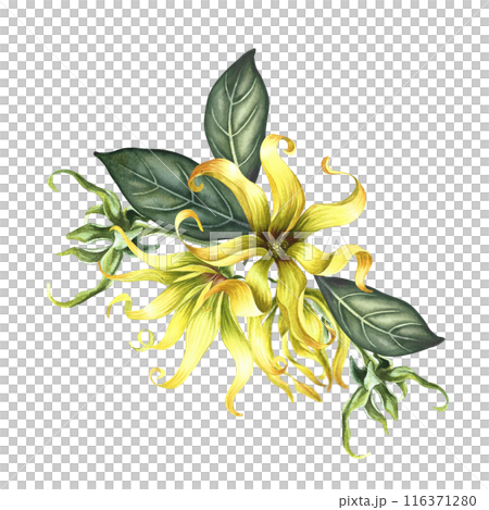 Kananga is fragrant. Ylang-ylang flowers. A bouquet of exotic fragrant yellow flowers with leaves. A hand-drawn watercolor illustration. A design element on an isolated background. Kananga is fragrant. Ylang-ylang flowers. A bouquet of exotic fragrant yellow flowers with leaves. A hand-drawn watercolor illustration. A design element on an isolated background. 116371280