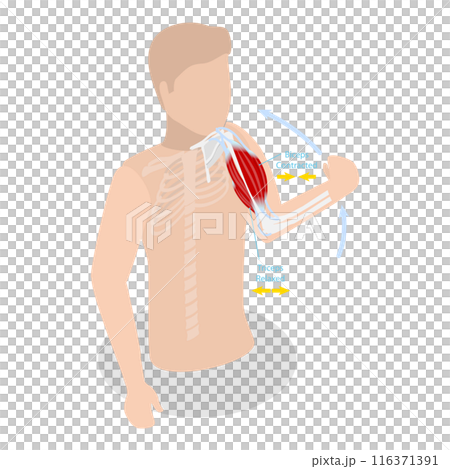 3D Isometric Flat Illustration of Anatomical Contracted And Relaxed Arm Muscular. Item 1 3D Isometric Flat Illustration of Anatomical Contracted And Relaxed Arm Muscular. Item 1 116371391