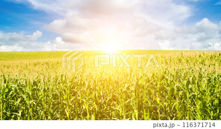 Green corn field and bright sunrise. Wide photo. Green corn field and bright sunrise. Wide photo. 116371714