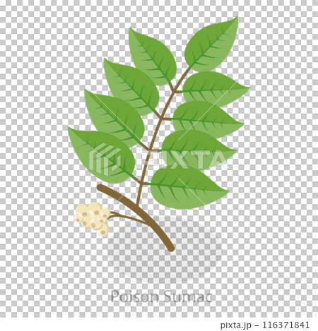 3D Isometric Flat  Illustration of Poison Ivy. Item 1 116371841