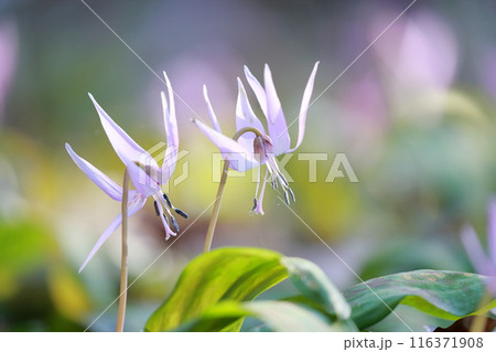 （カタクリの花）群生で咲く花 116371908