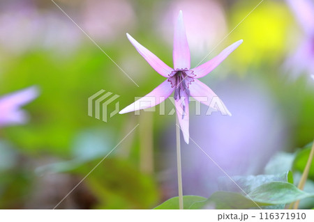 （カタクリの花）群生で咲く花 116371910