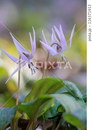 （カタクリの花）群生で咲く花 116371913