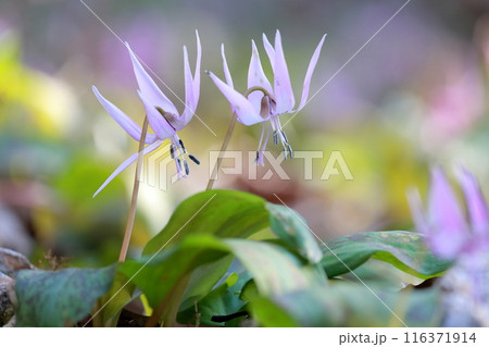 （カタクリの花）群生で咲く花 116371914