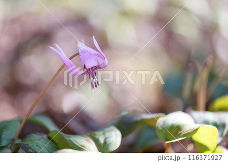 （カタクリ）紫色の花 116371927