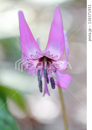 （カタクリ）紫色の花 116371931