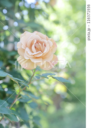 優雅さの象徴、綺麗なバラ 優雅さの象徴、綺麗なバラ 116371936