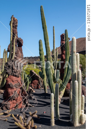 Cactus in the Cactus Garden, Lanzarote, Spain 116371971