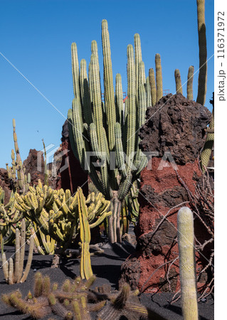 Cactus in the Cactus Garden, Lanzarote, Spain 116371972
