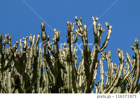 Cactus in the Cactus Garden, Lanzarote, Spain 116371975