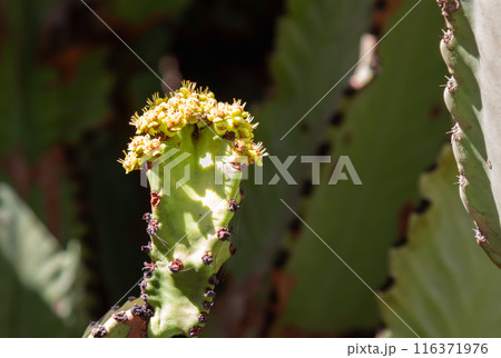 Cactus in the Cactus Garden, Lanzarote, Spain 116371976