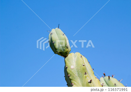 Cactus in the Cactus Garden, Lanzarote, Spain Cactus in the Cactus Garden, Lanzarote, Spain 116371991
