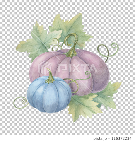 Purple pumpkin and blue pumpkin with green leaves and tendrils. Squash watercolor illustration. Clipart for Halloween decorations, Thanksgiving, fall greeting cards, and festive autumn invitations. 116372234