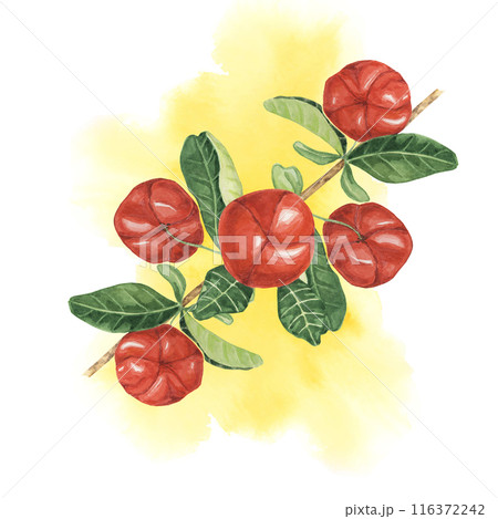 Acerola berries branch on watercolor splash background, red Barbados cherry fruits bunch. Hand-painted clipart suitable for botanical illustrations, educational materials, and nature-inspired designs 116372242