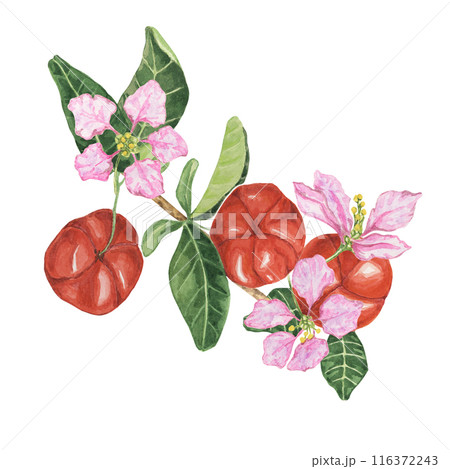 Flowering acerola tree branch with vibrant red cherries and delicate pink flowers. Watercolor hand drawn fruit clipart for romantic designs, botanical art, and eco-friendly packaging, labels 116372243