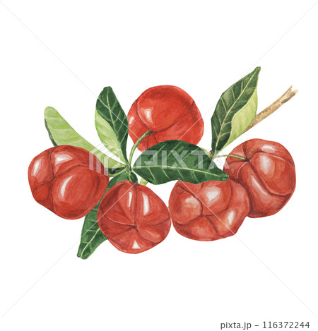 Acerola berries on the tree branch with green leaves, red Barbados cherry fruits bunch. Watercolor clipart suitable for food packaging, health brochures, and recipe websites Acerola berries on the tree branch with green leaves, red Barbados cherry fruits bunch. Watercolor clipart suitable for food packaging, health brochures, and recipe websites 116372244