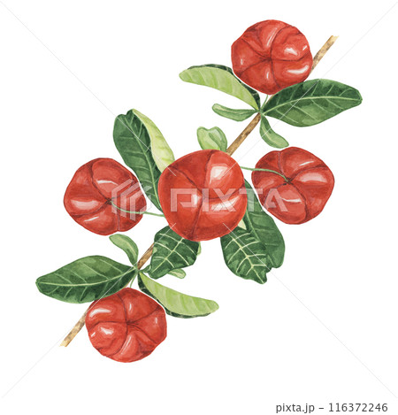 Acerola berries on the tree branch with green leaves, red Barbados cherry fruits design. Watercolor clipart suitable for food blogs, gardening websites, and health magazines 116372246