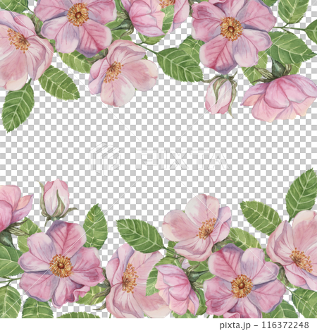Pink Rosehip square frame template, wild rose flowers and leaves. Watercolor elegant design for birthday, anniversary, thank you, congratulations and mothers day cards, wedding invitation 116372248
