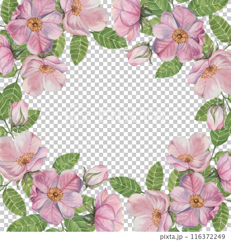 Rosehip square frame template. Pink wild rose flowers, buds and leaves. Watercolor romantic design for birthday, anniversary, congratulations and mothers day cards, wedding invitation, label, tags 116372249