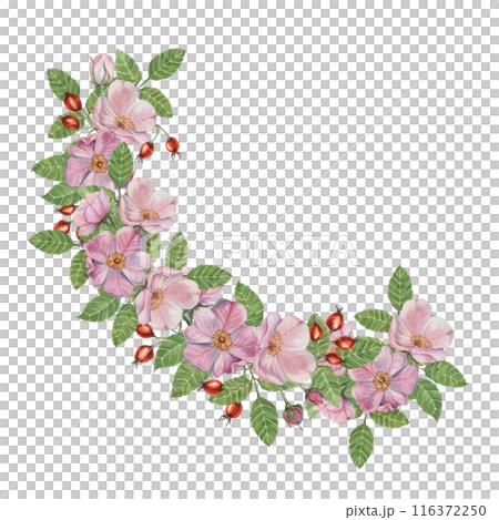Rosehip round frame template, pink wild rose flowers and leaves. Watercolor detailed botanical wreath for birthday, anniversary, thank you, congratulations and mothers day cards, wedding invitation 116372250