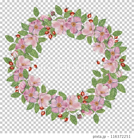 Rosehip round frame template, pink wild rose flowers and leaves. Watercolor detailed botanical wreath for birthday, anniversary, thank you, congratulations and mothers day cards, wedding invitation 116372251