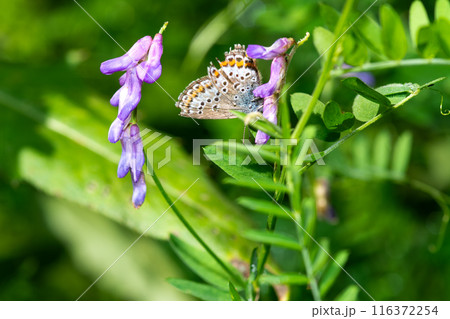 A beautiful butterfly rests gracefully on a lavendercolored flower 116372254